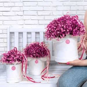 Flowerbox plný gypsomilky